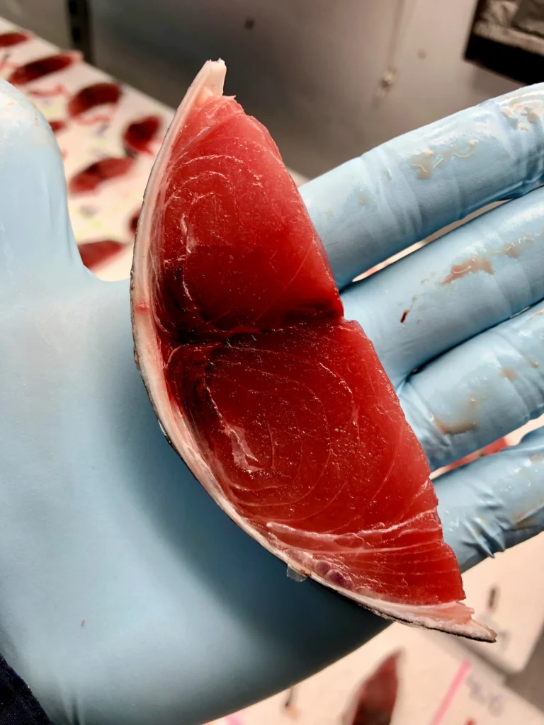 Fresh Tuna Tail Cut Cardon