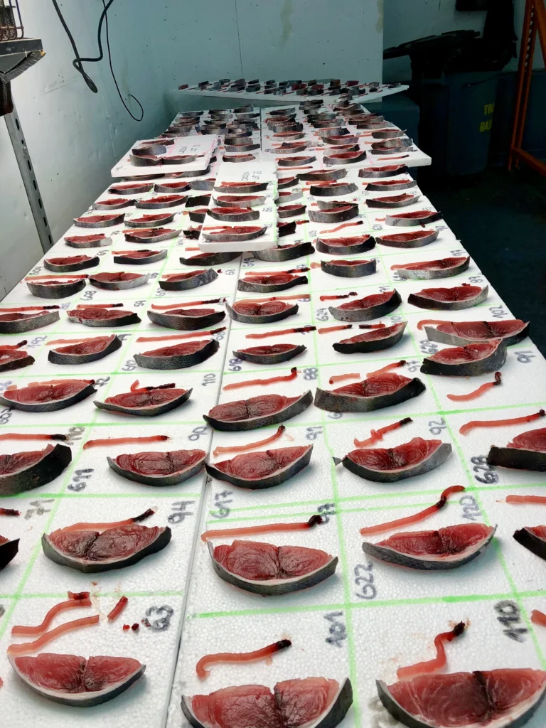 Fresh Tuna Grading Board Cardon